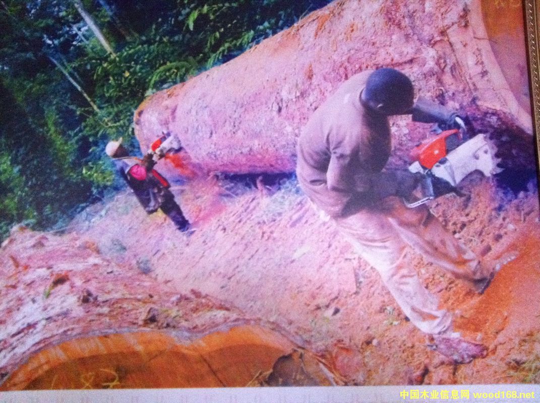 ľĴI(y)Ѳҕ֮---(gu)ľĹ˾SNBG