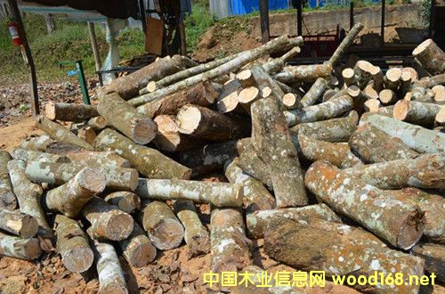 橡膠木的詳細介紹