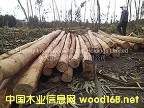 桉木的詳細介紹