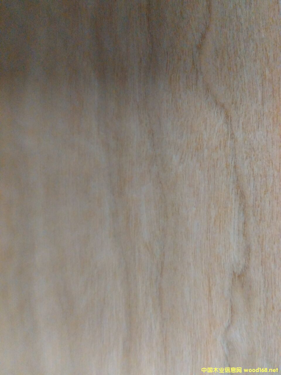 櫻桃木的詳細(xì)介紹