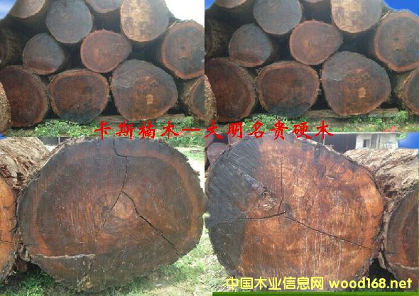 ľĘNԔ--˹ľ ׷Q޺ľ