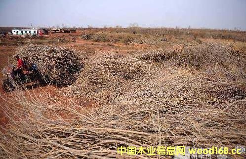 ˹ɳؽMľɳľͲġٻγҎ(gu)ģaI(y)