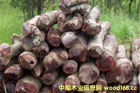 ޲ļSݡ 󣬌ȁٝȁ^ֹԭľ