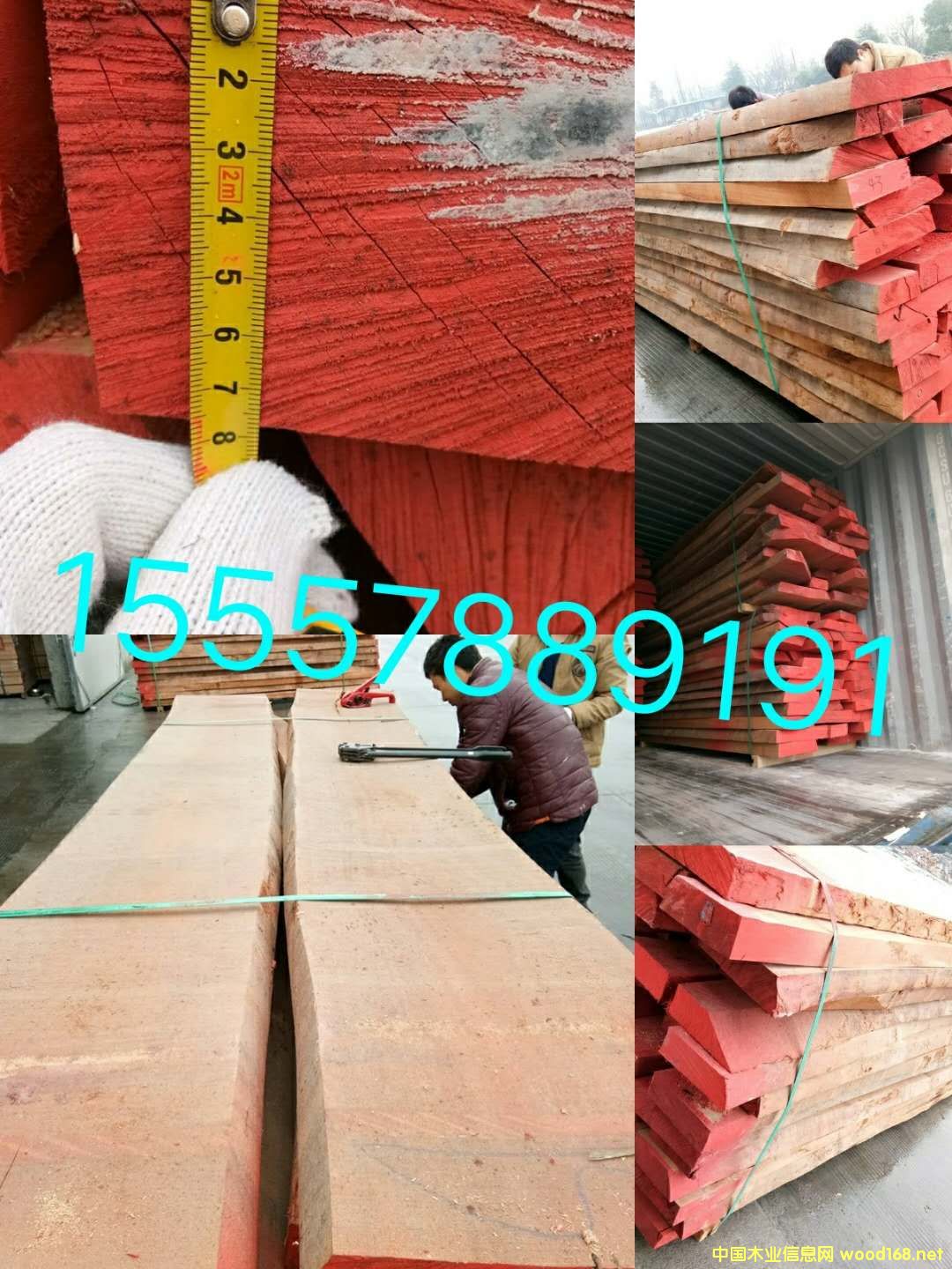 櫸木的詳細(xì)介紹