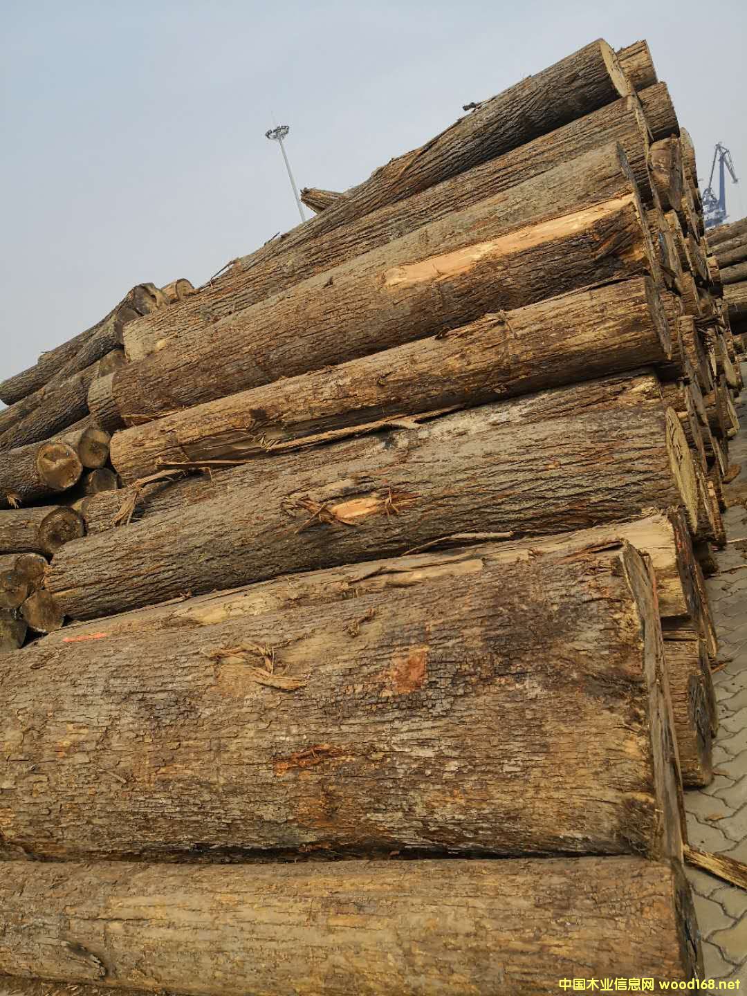 美國椴木的詳細(xì)介紹