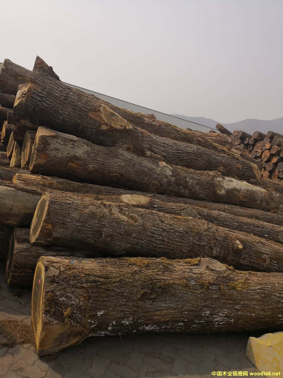 歐洲白橡的詳細(xì)介紹