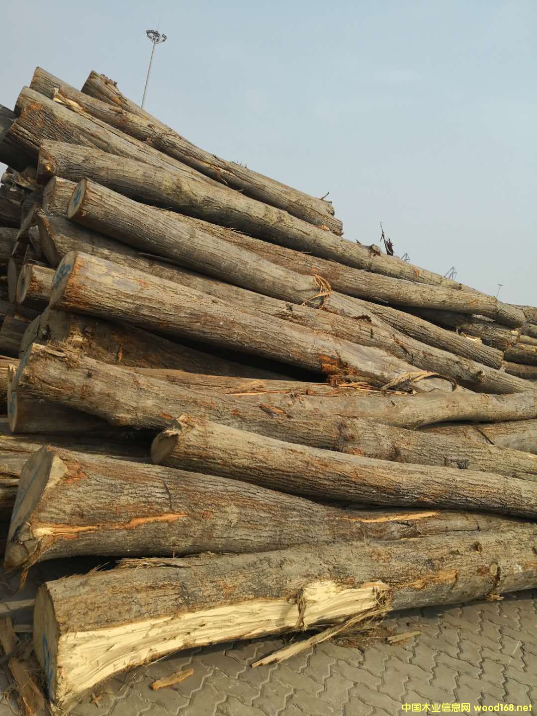 歐洲椴木的詳細(xì)介紹