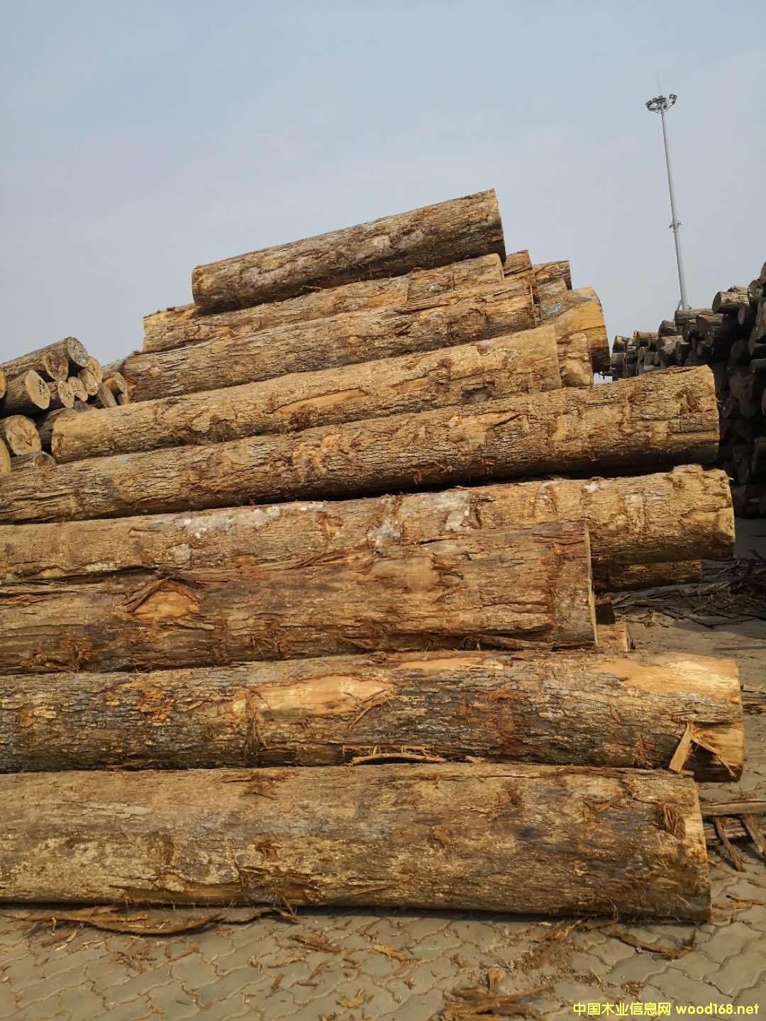 美國白橡的詳細(xì)介紹