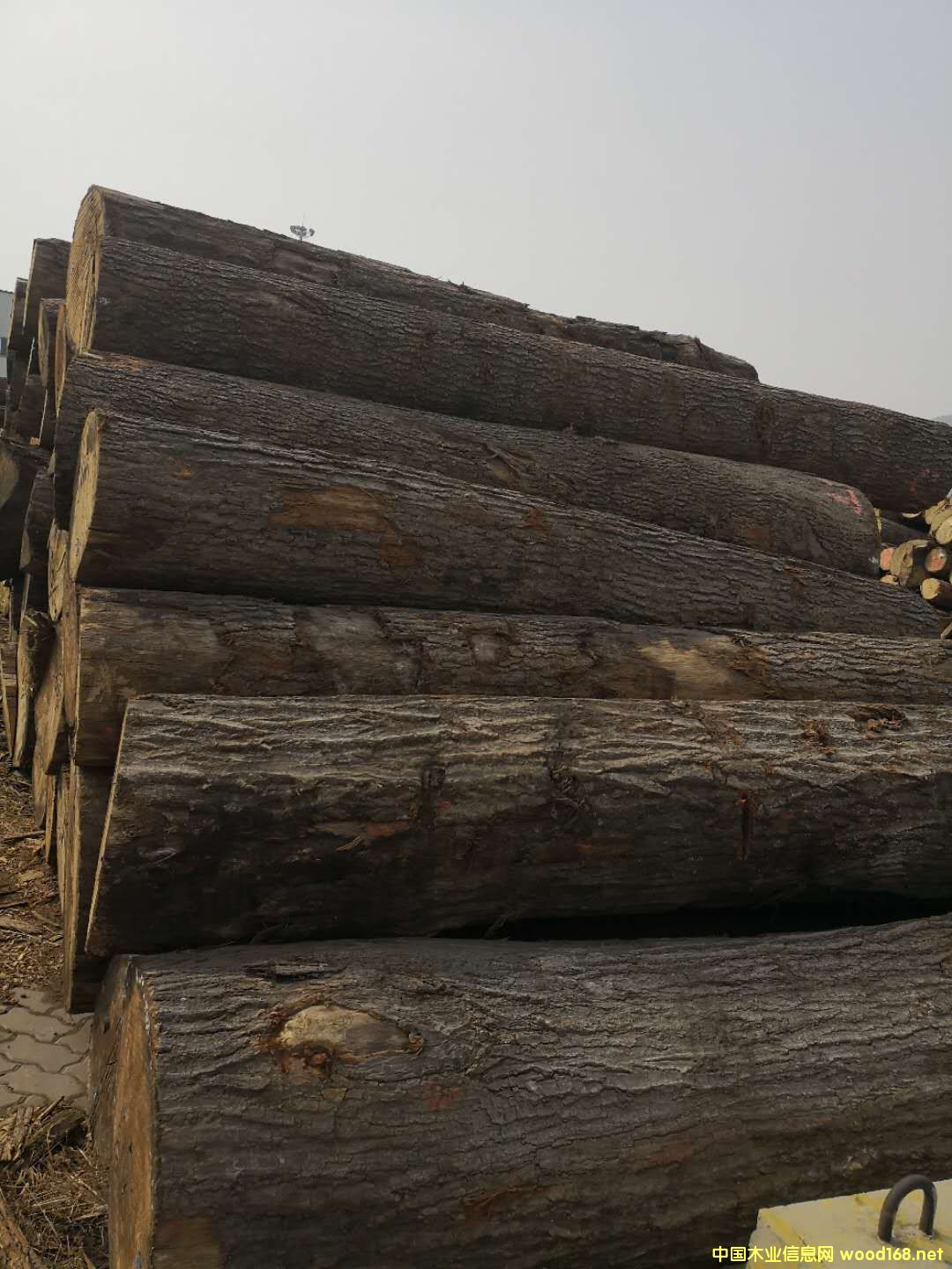 美國紅橡的詳細(xì)介紹