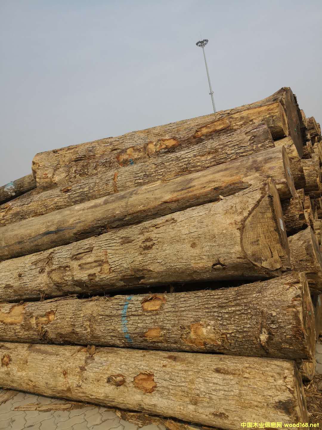 美國白橡的詳細(xì)介紹