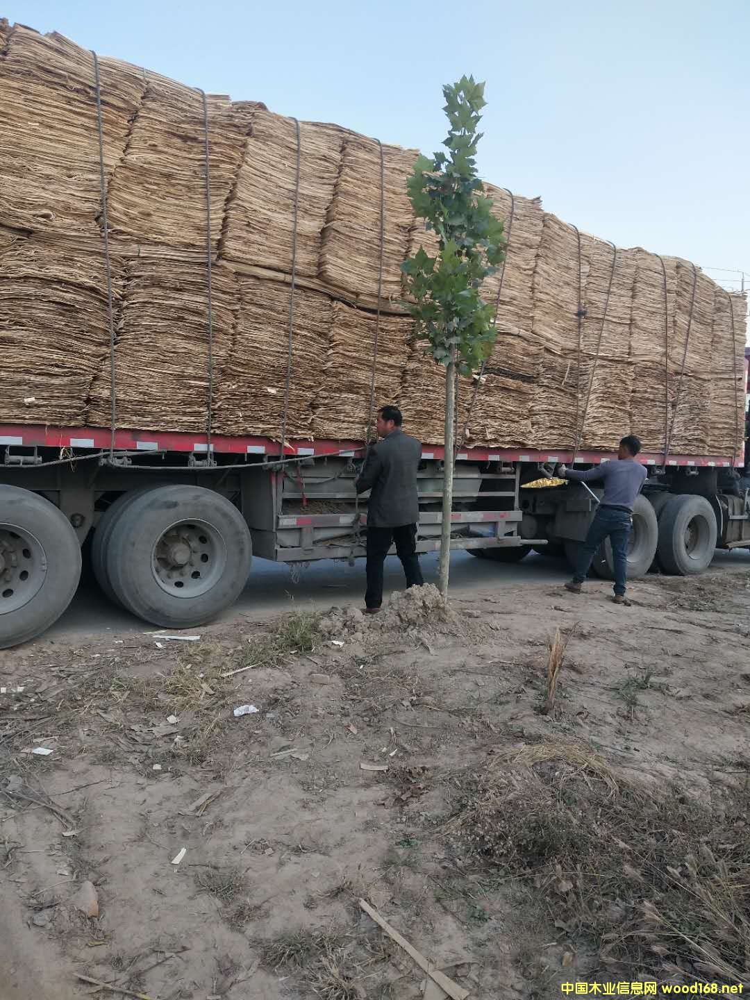 板材的詳細介紹