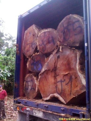 [] M˼ľACACIAľϚgľ˼ľ