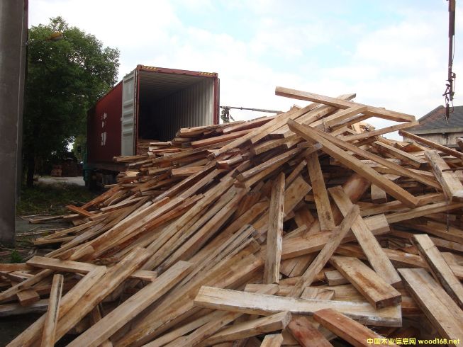 [] ľģRľalbizia falcata