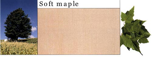 Soft Maple ܛԔB