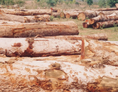 鼰̩ľ,黨ľ,ľȖ|ρľĵԔB